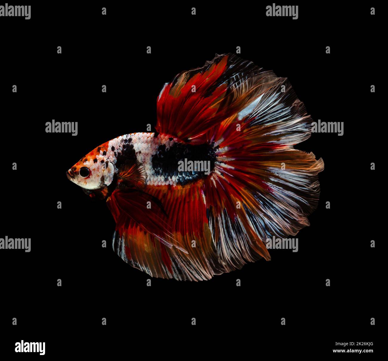 Colorful half moon Betta splendens fish (Siamese fighting fish) on black background. Stock Photo