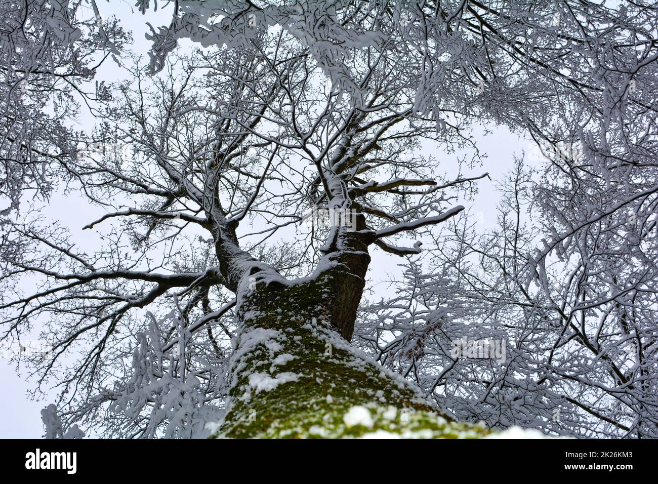 High tree with a view of the snow-covered treetop Stock Photo