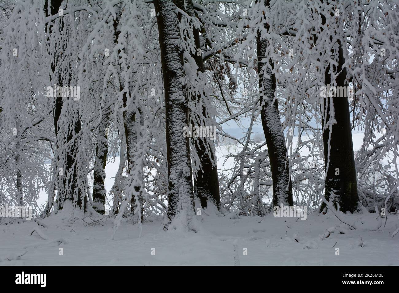 Wintertime - In the forest with snow Stock Photo