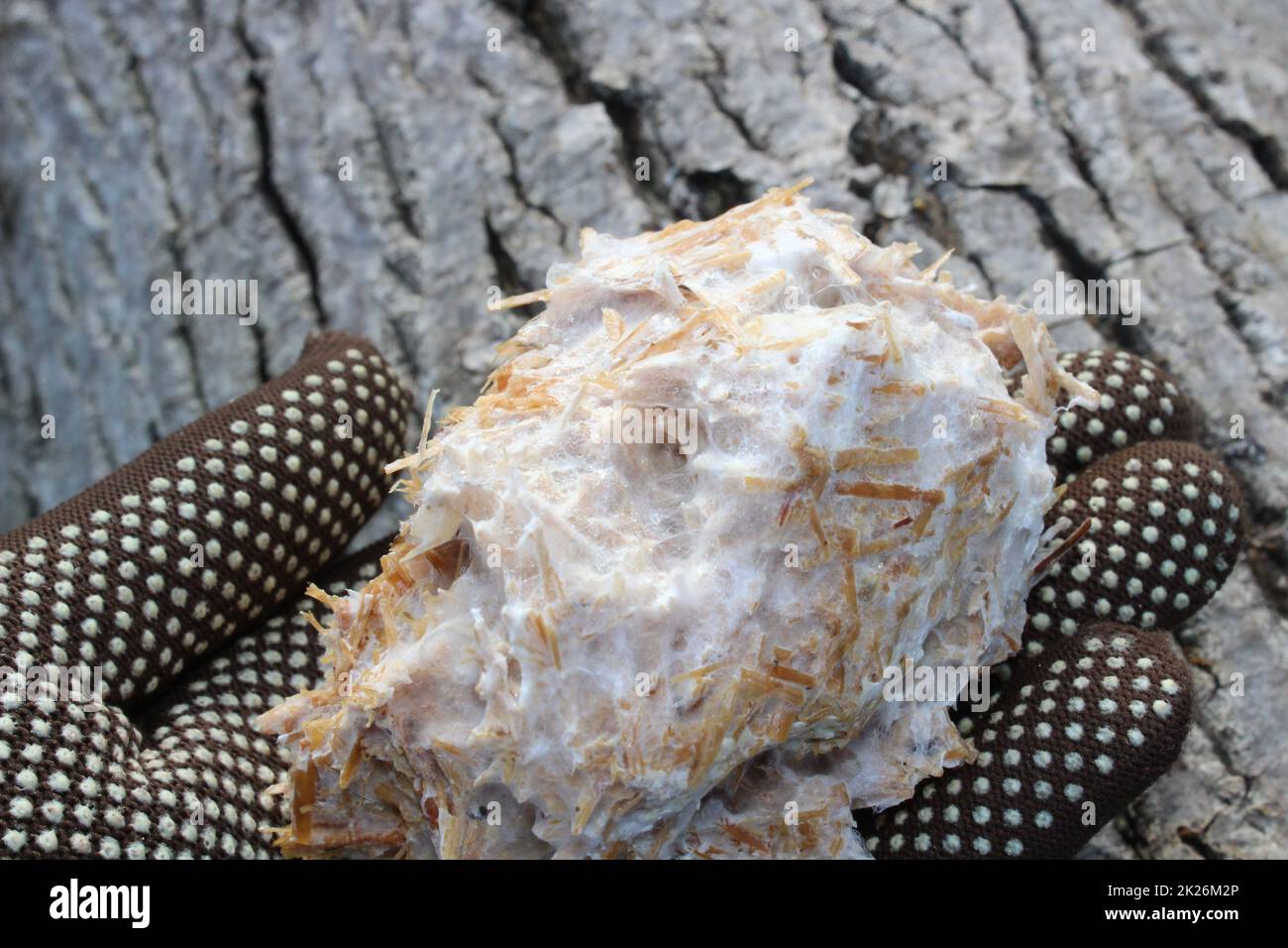 mushroom substrate on a hand in front of a tree Stock Photo