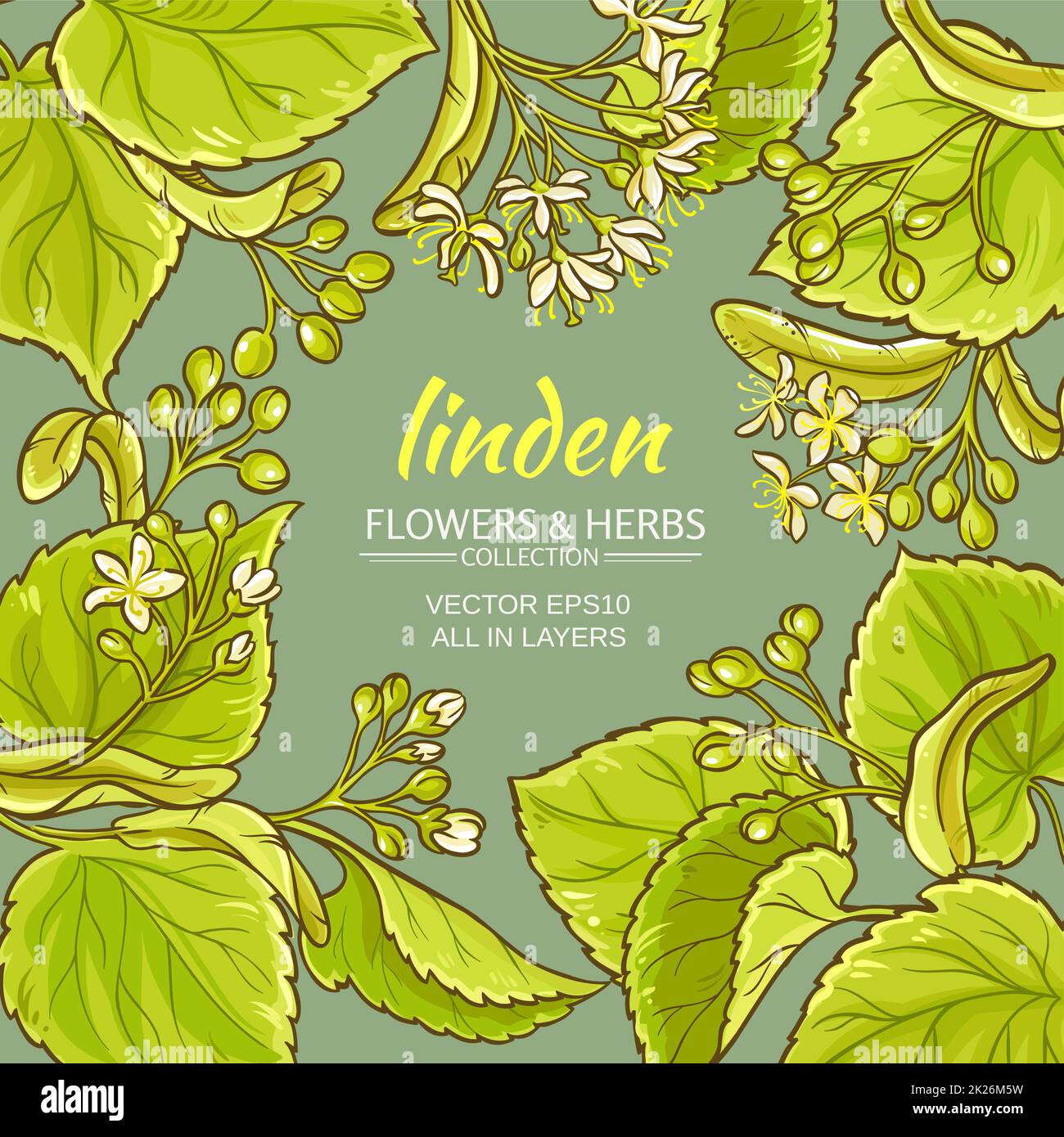 linden vector frame Stock Photo - Alamy