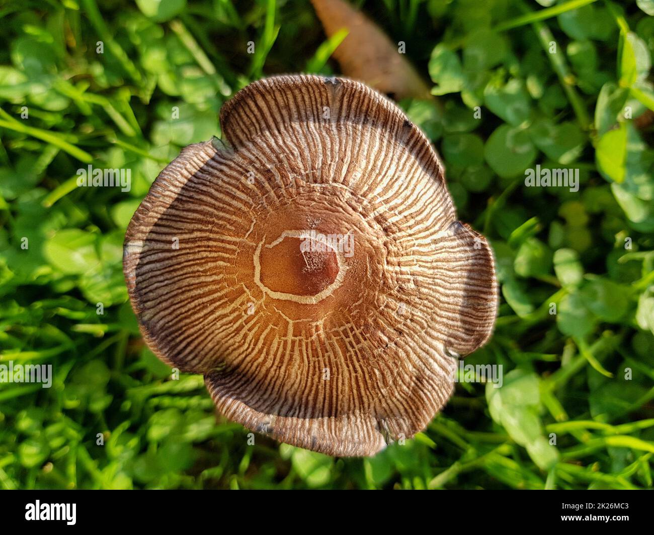 A small mushroom up to down and a green grass Stock Photo