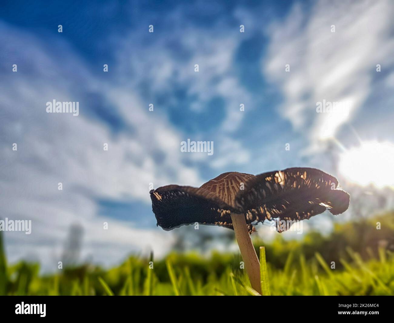A small mushroom during a nice sunny day Stock Photo
