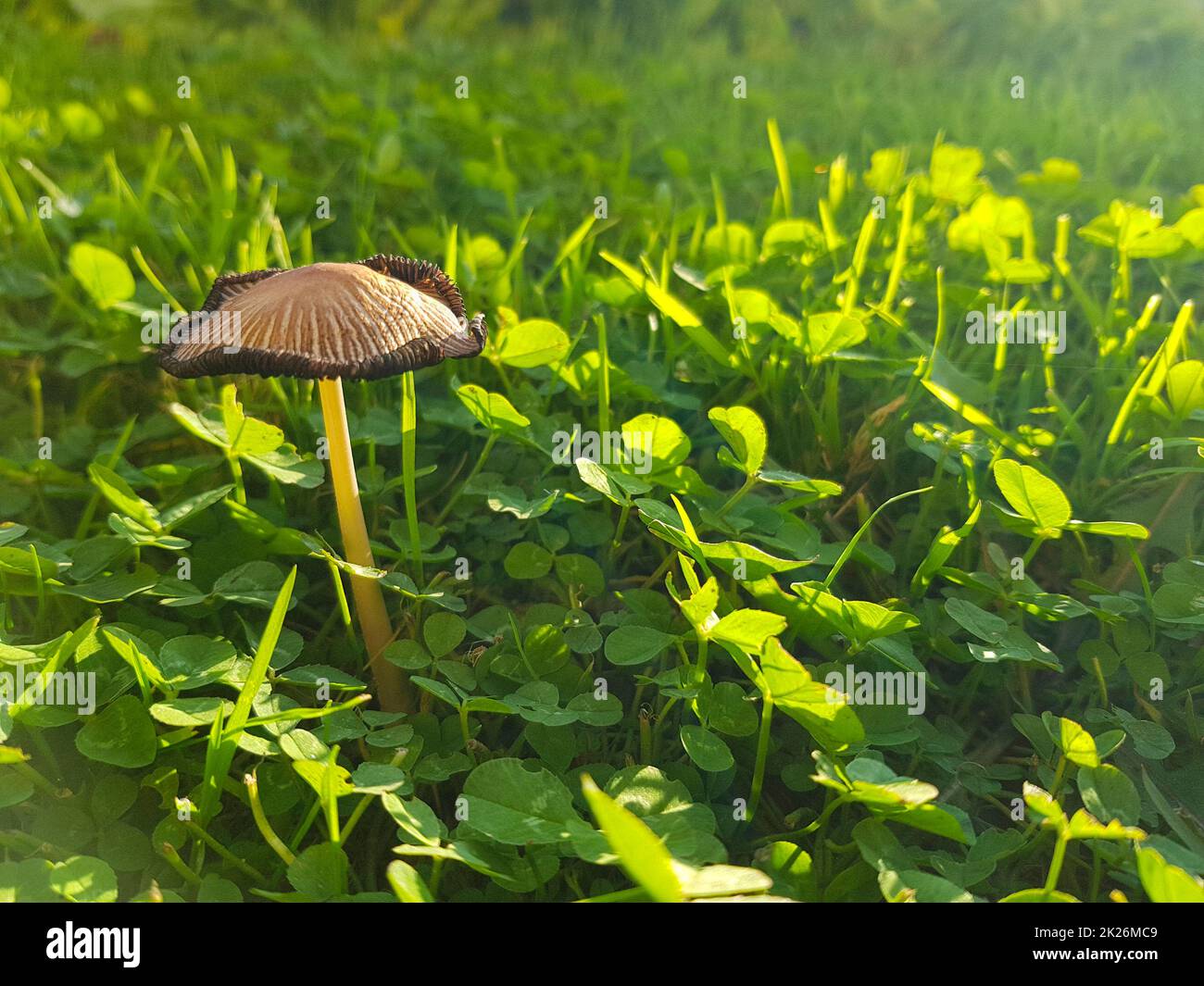 A small mushroom and a green grass Stock Photo