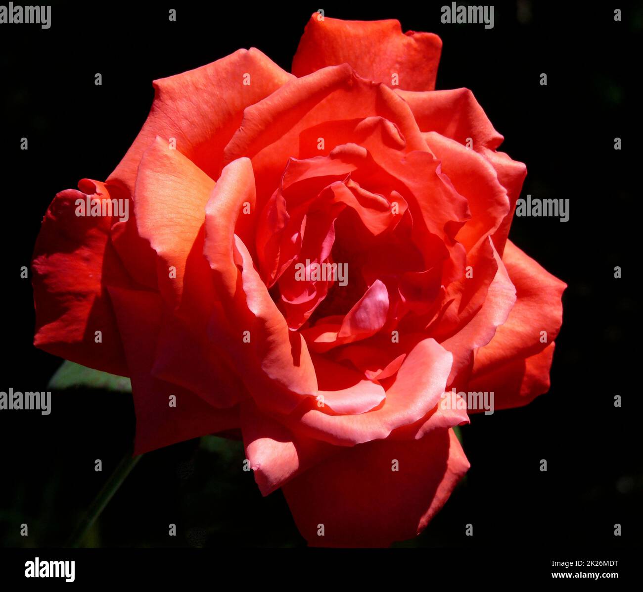 Rose - Dolly Parton Stock Photo - Alamy