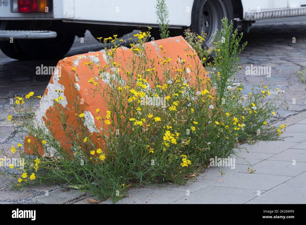 Schmalblättriges Greiskraut, Schmalblättriges Kreuzkraut, Südafrikanisches Greiskraut, Senecio inaequidens, Senecio harveianus, Senecio vimineus, narr Stock Photo