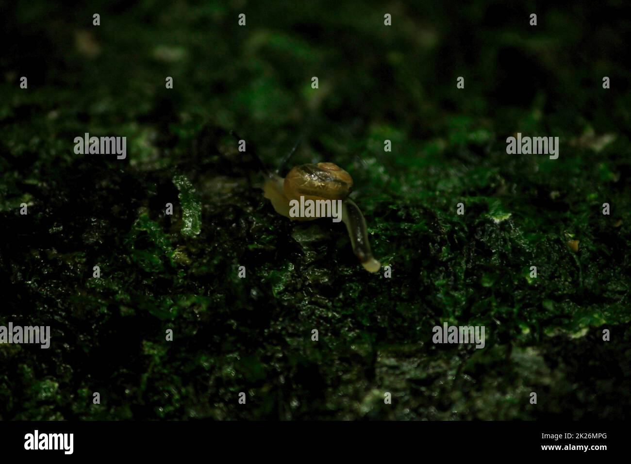 A tiny snail sits on a wet rock. Stock Photo
