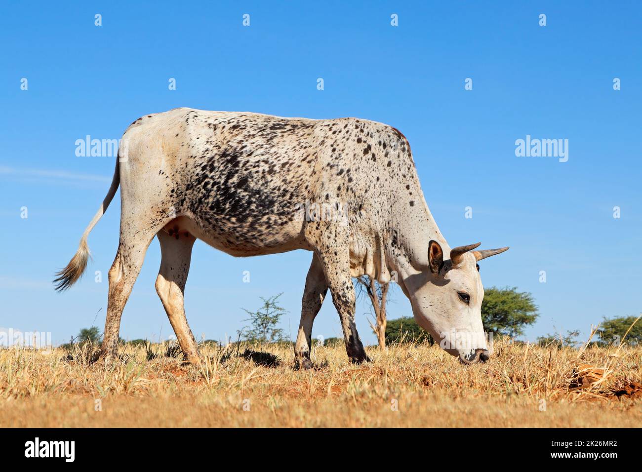 Nguni cow on a rural farm - South Africa Stock Photo