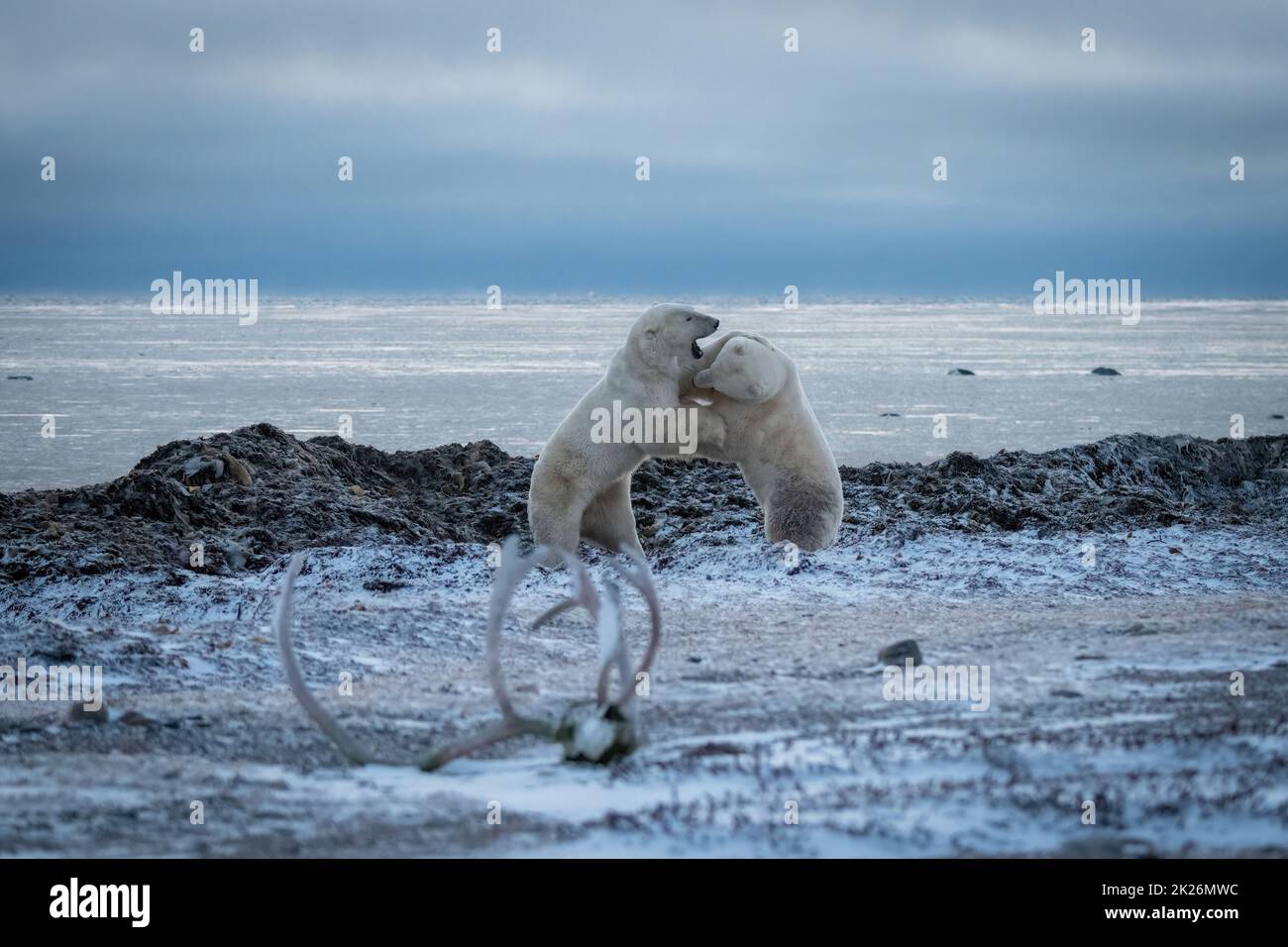 Two polar bears spar by Hudson Bay Stock Photo