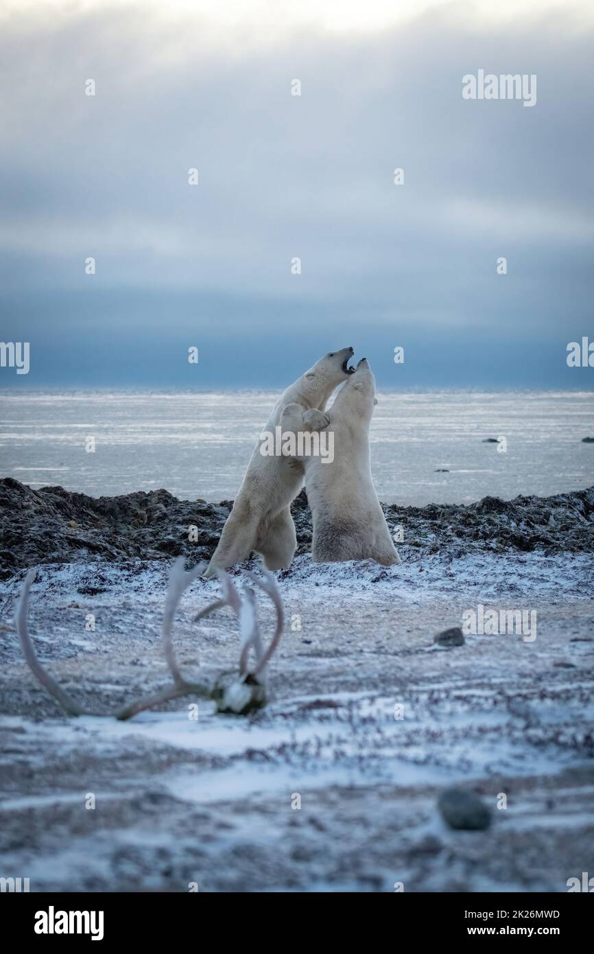 Two polar bears spar beside Hudson Bay Stock Photo