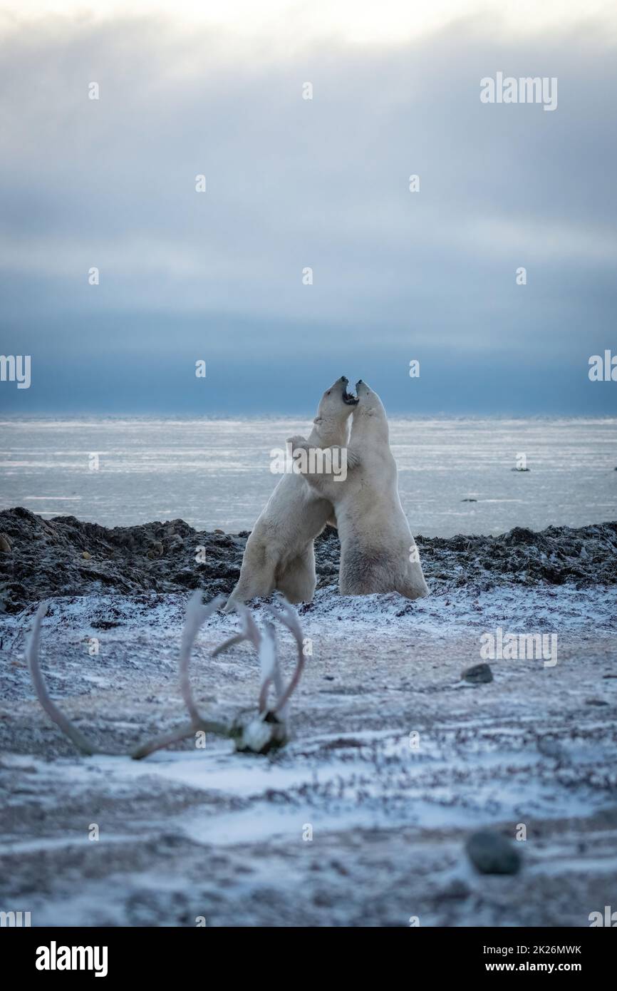 Two polar bears sparring by caribou antlers Stock Photo
