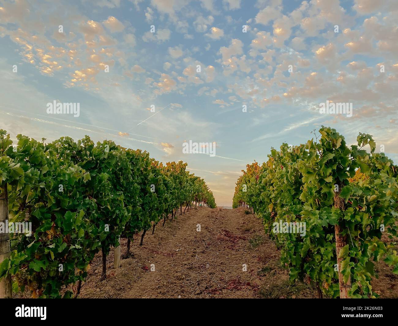 grape field on background of sunset and sky Stock Photo