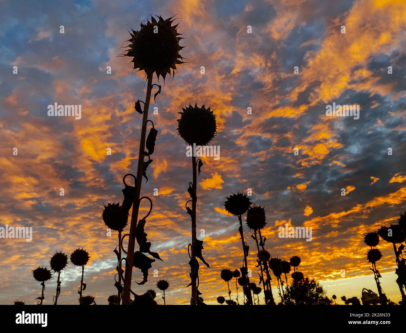 silhouettes sunflowers on background of beautiful sunset Stock Photo