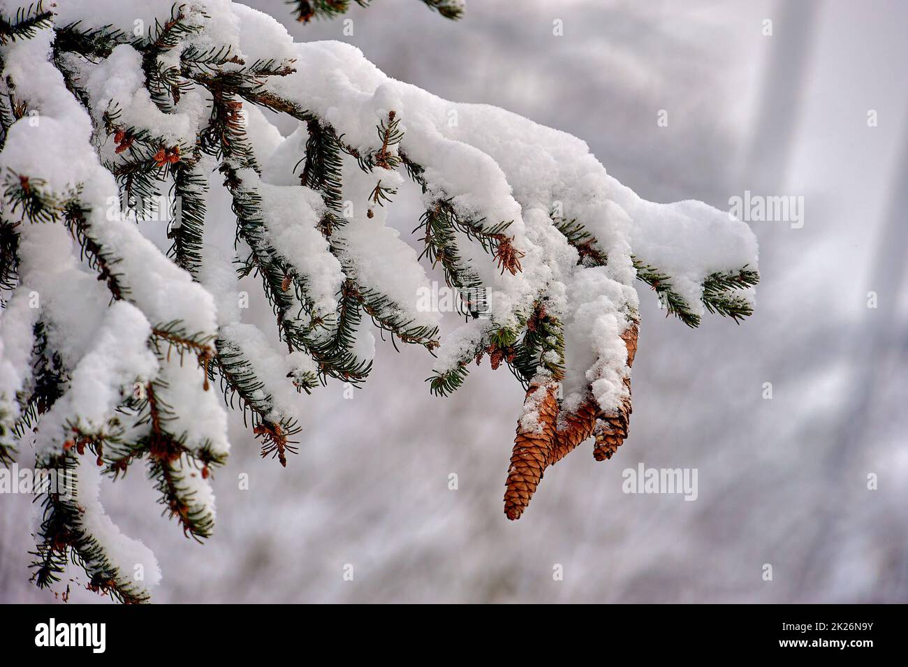 Spruce branch covered with snow with cones in the forest in winter ...
