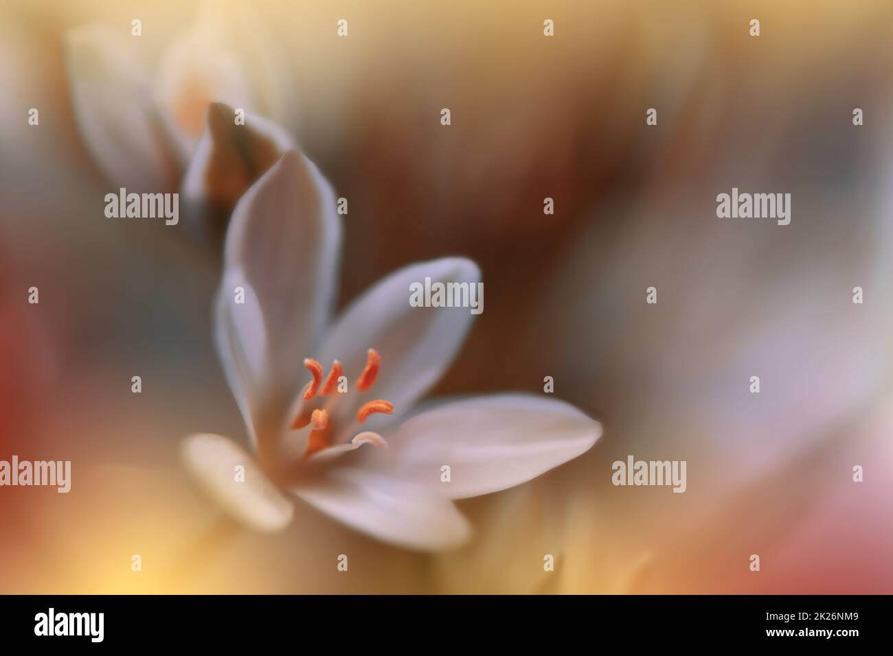 Beautiful Macro Photo.Magic Flowers.Border Art Design. Extreme Close up Photography.Conceptual Abstract Image.Golden Background.Fantasy Art.Creative Wallpaper.Beautiful Nature Background.Amazing Spring White Flower.Copy Space.Wedding Invitation. Stock Photo