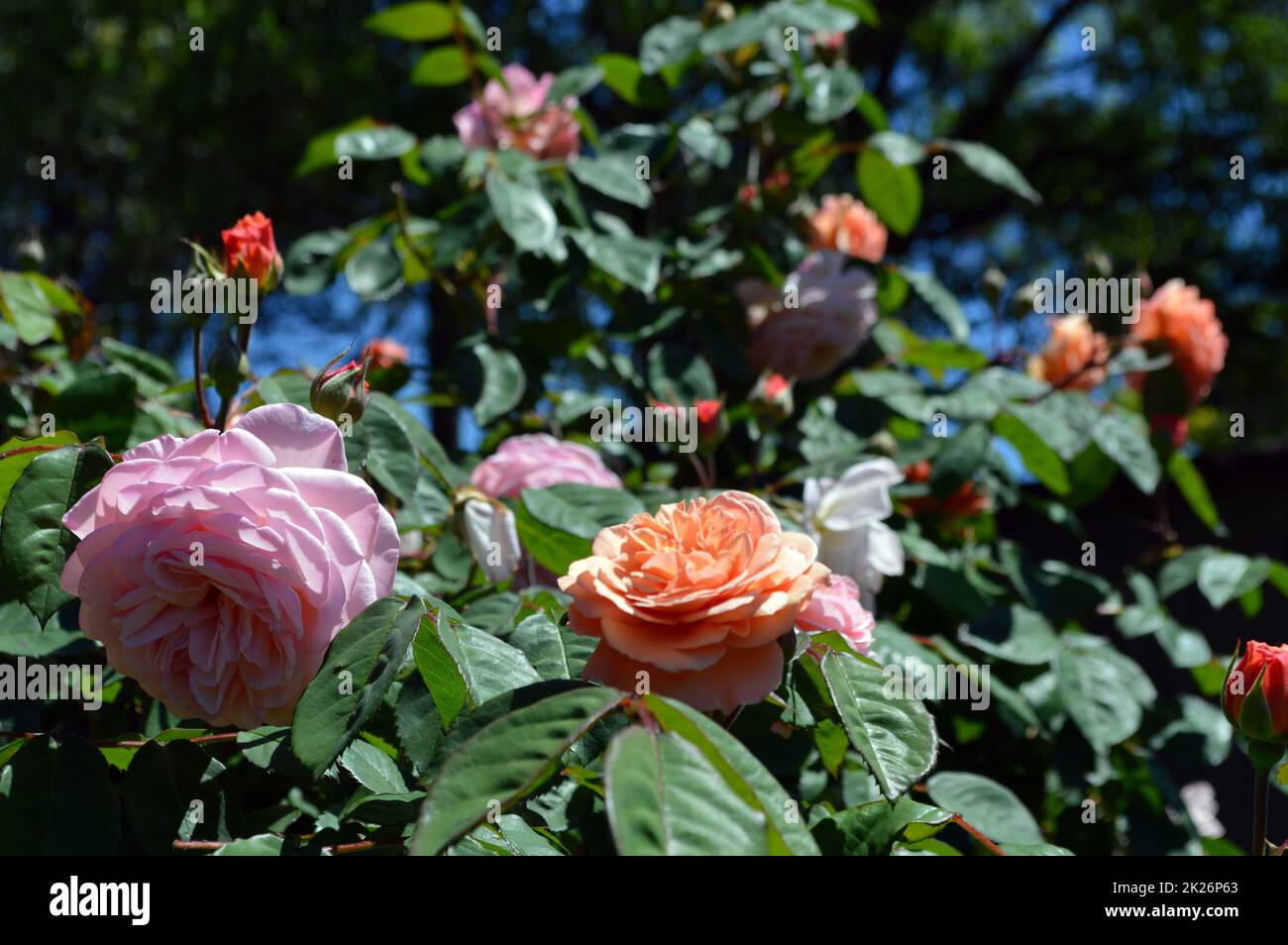 A beautiful rose bush in a sunny garden Stock Photo