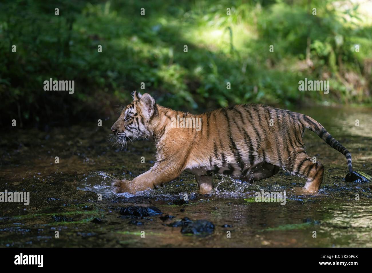 Bengal tiger cub is running in the river. Stock Photo