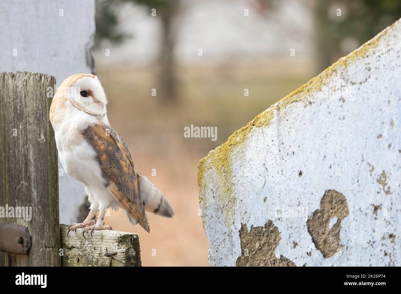 Barn owl posing on the fence Stock Photo