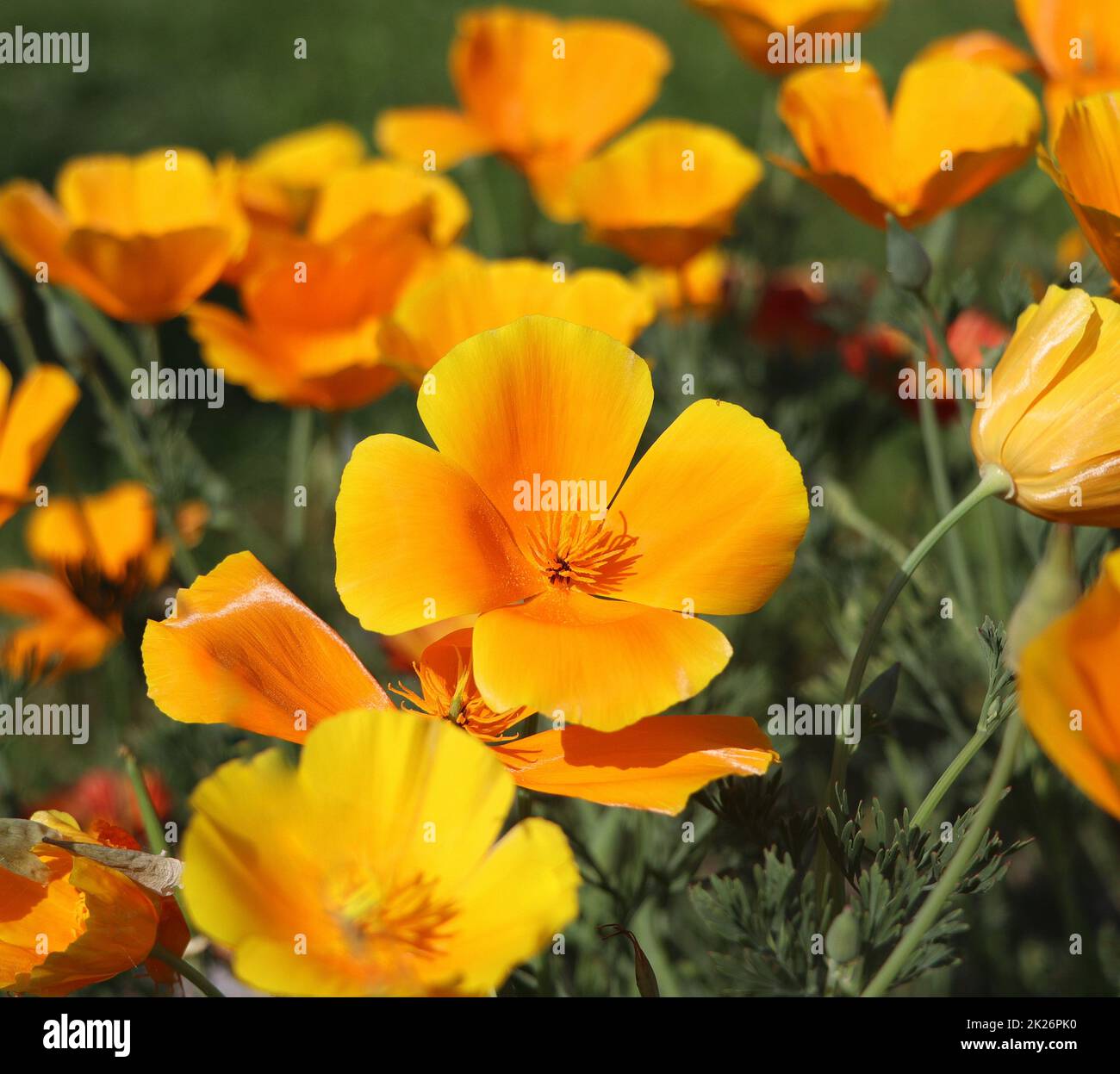 Summer backgroung. Flowers of eschscholzia californica or golden californian poppy, cup of gold, flowering plant in family papaveraceae Stock Photo