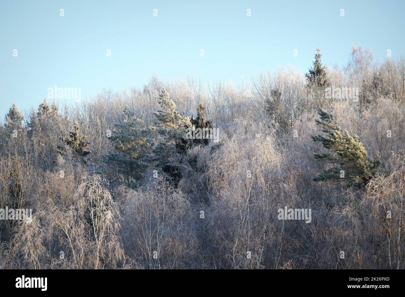 Winter landscape. Trees and bushes with hoarfrost. The cold season. a grayish-white crystalline deposit of frozen water vapor formed in clear still weather Stock Photo