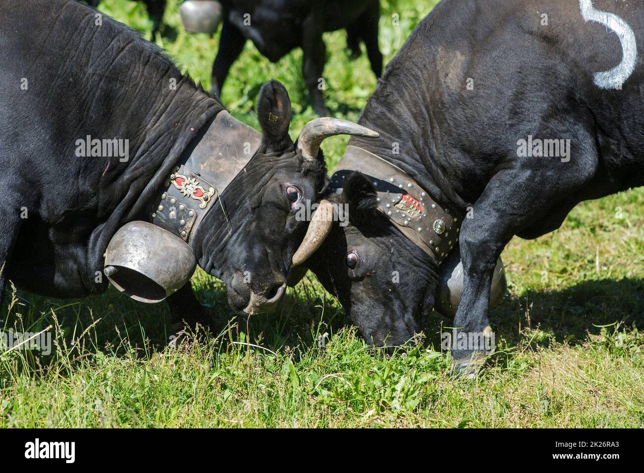 Two Herens cows at loggerheads, traditional cow fight at the mountain pasture Odonne, Ovronnaz, Valais, Switzerland Stock Photo