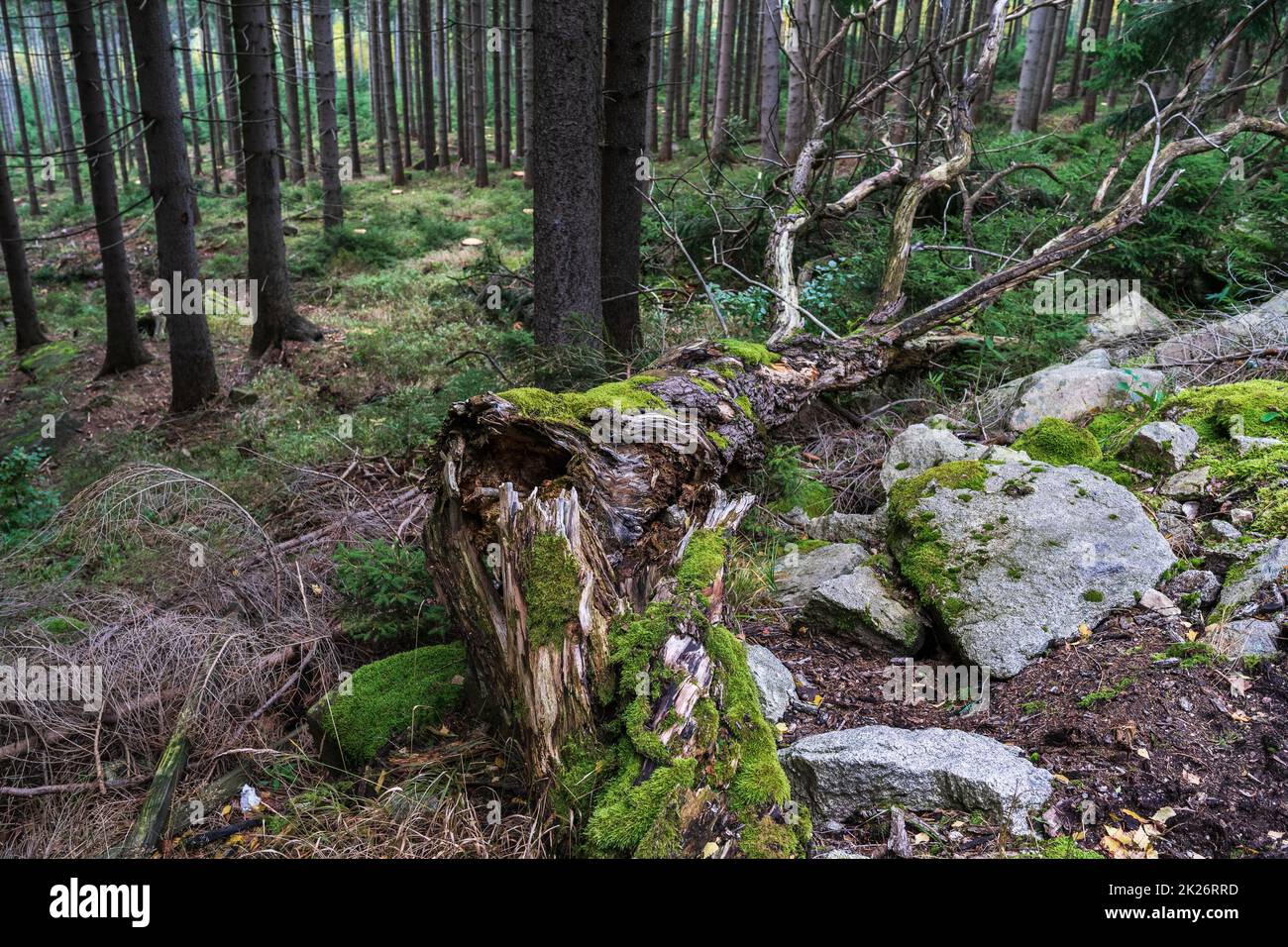 A fallen tree in a pine forest. Focus in the foreground. Stock Photo