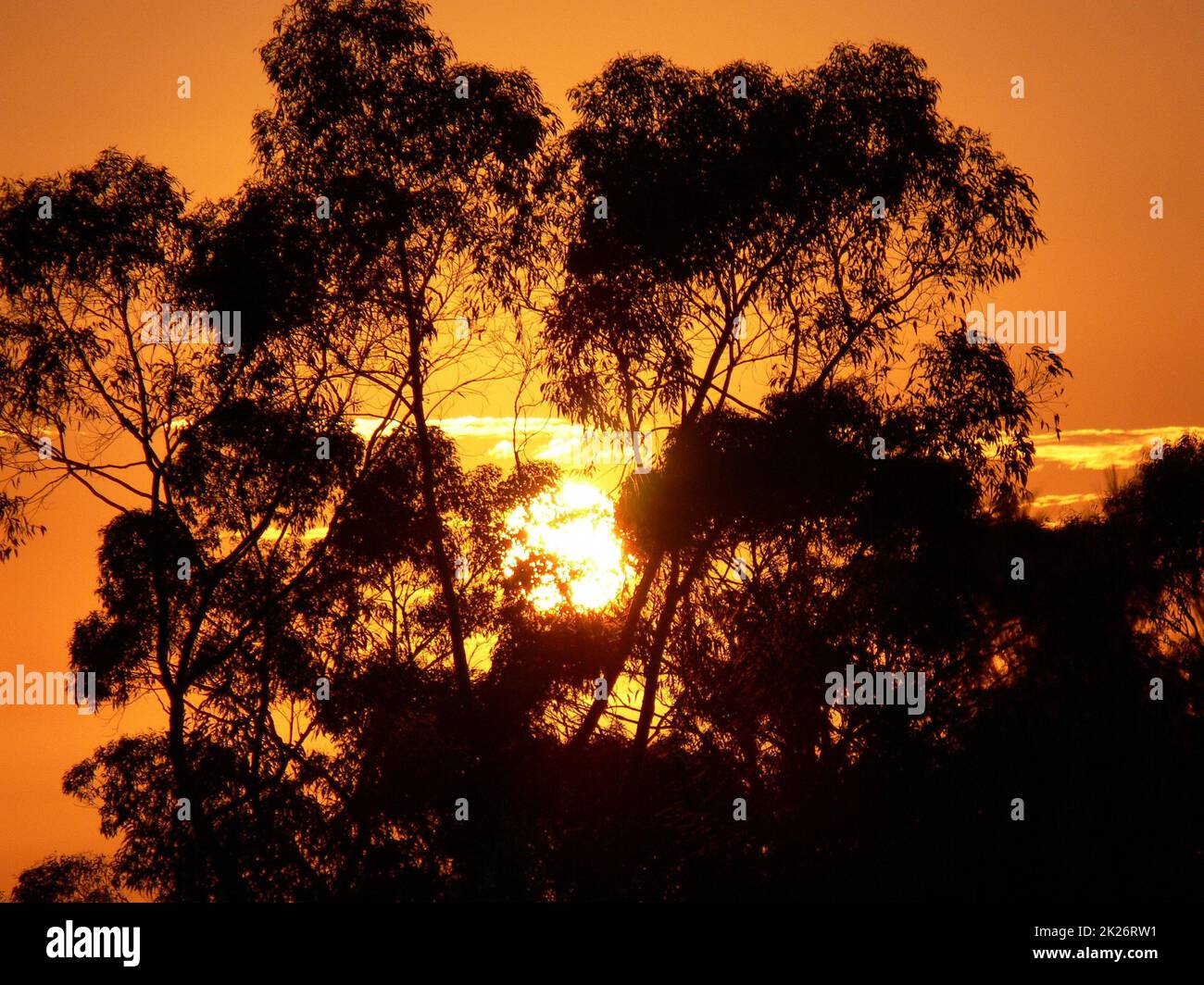 A beautiful sunset through the trees in the Blue Mountains of Australia Stock Photo