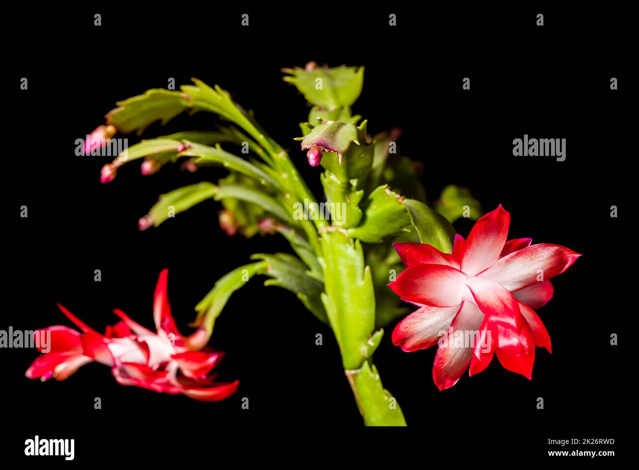 Christmas cactus plant Schlumbergera Stock Photo