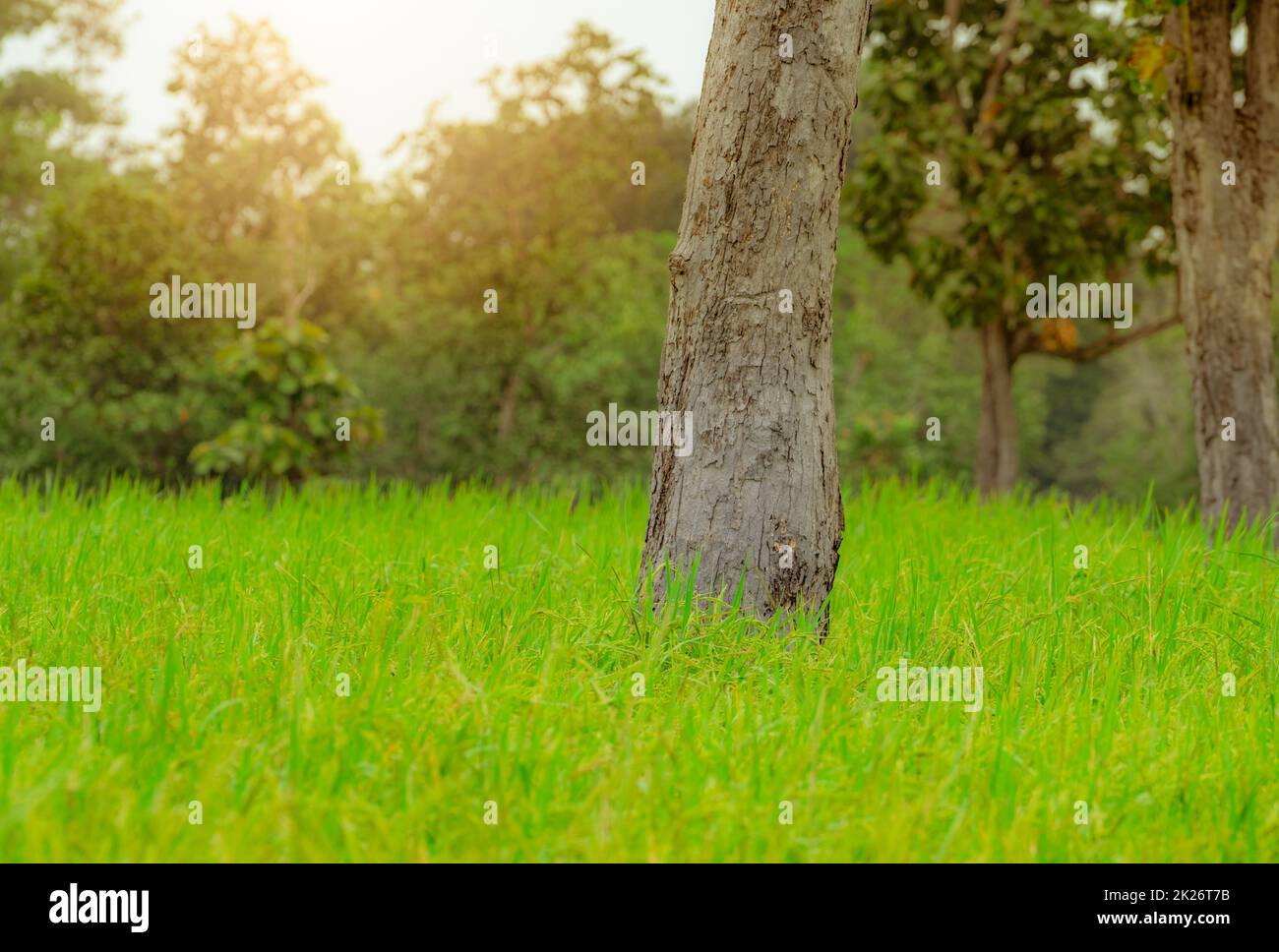 Tree in a rice field in Ubon Ratchathani, Thailand. Rice plantation. Green rice paddy field. Organic rice farm in Asia. Agricultural farm near the forest in rural. Sustainable agriculture. Stock Photo