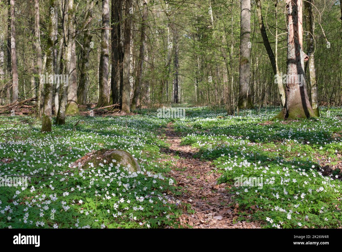 Early spring forest with flowering anemone Stock Photo