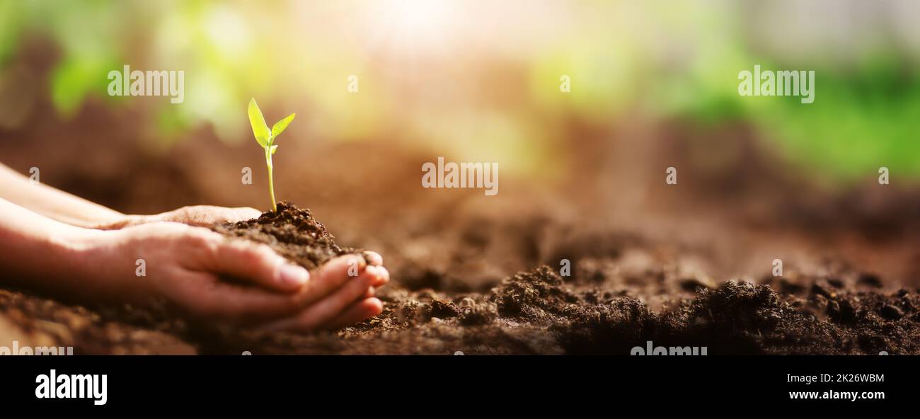 Human hands taking care of a seedling in the soil Stock Photo