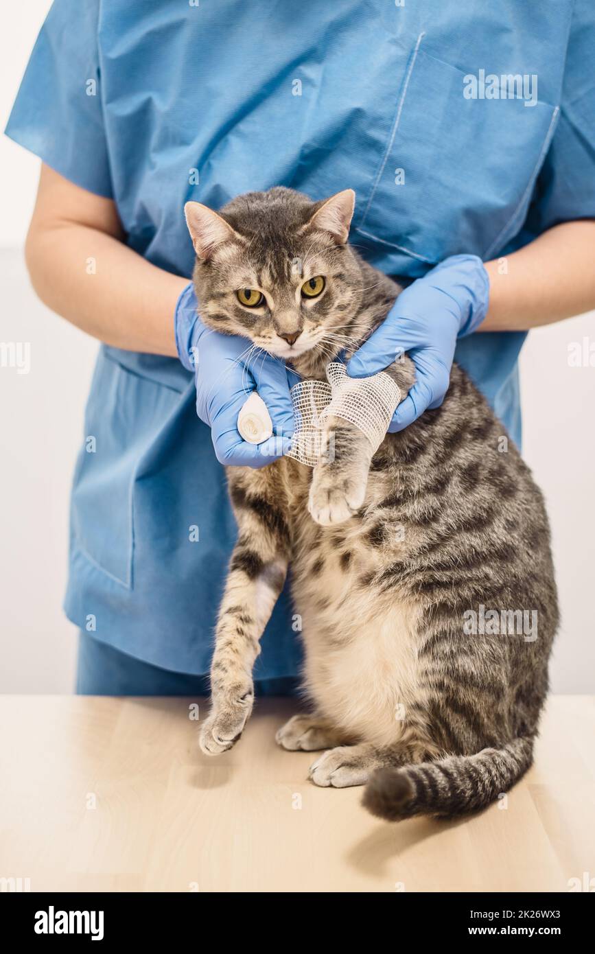Veterinarian doctor bandaging the injured leg of a cat Stock Photo Alamy