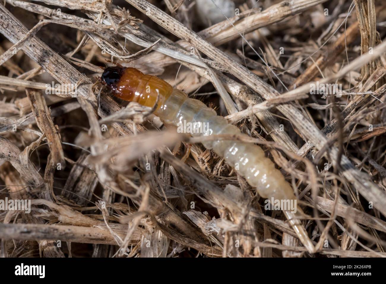 Rose chafer, Cetoniinae, grub crawls over garden soil Stock Photo
