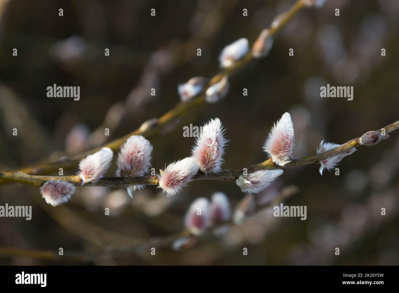 Willow catkins in the spring Stock Photo