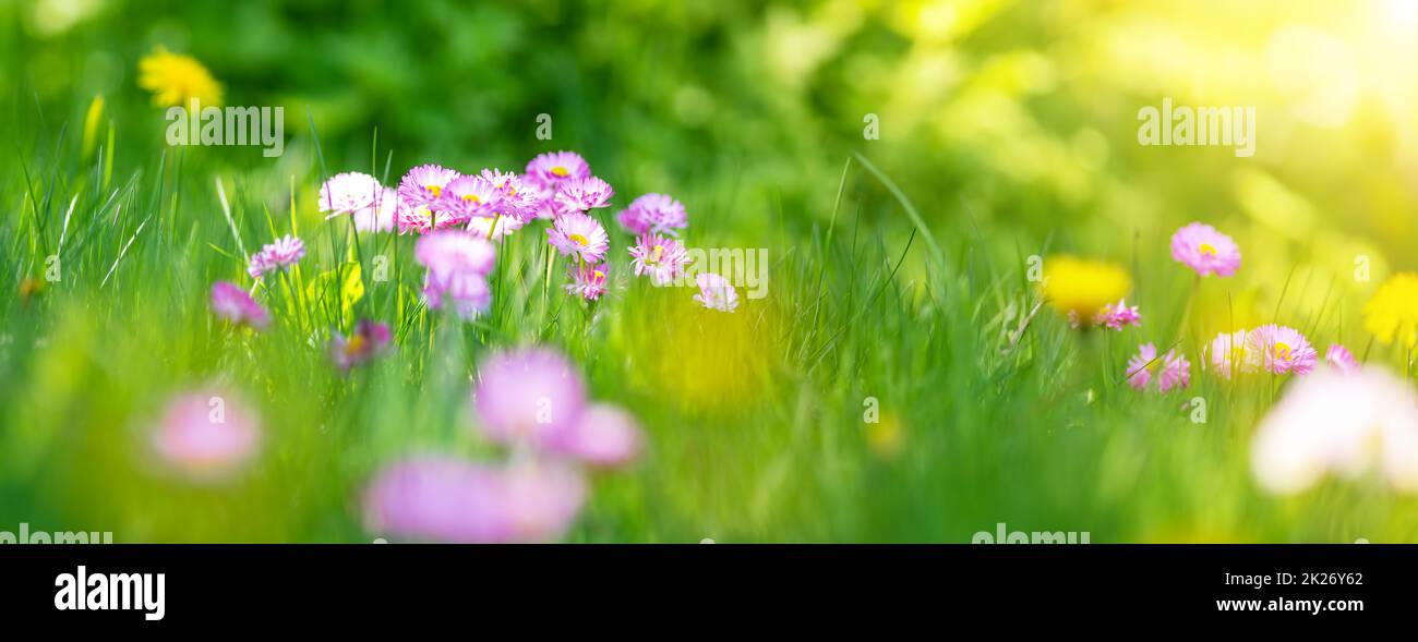 Meadow with lots of white and pink spring daisy flowers Stock Photo