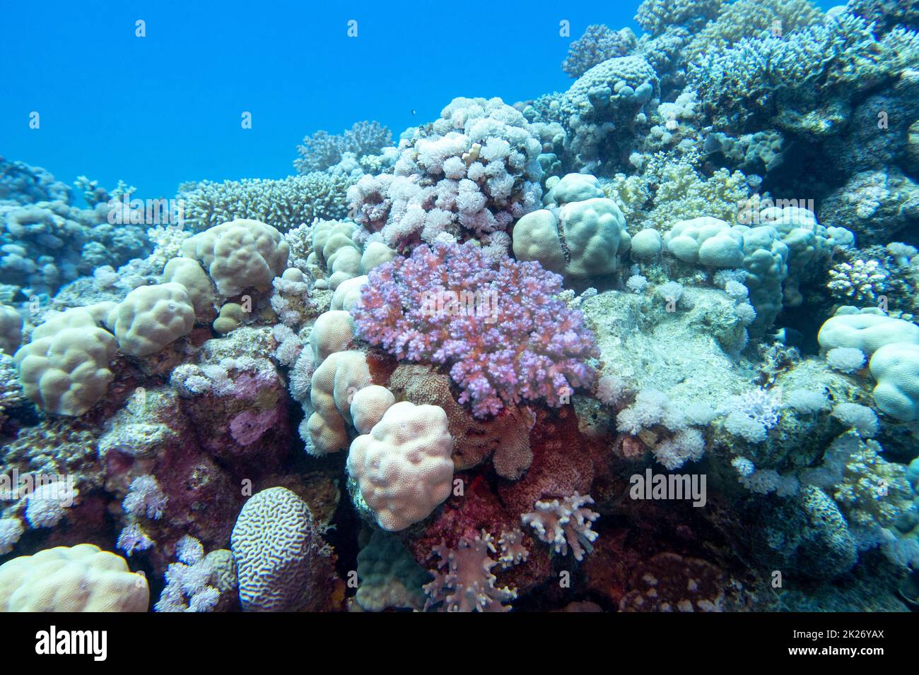 Colorful, picturesque coral reef at the bottom of tropical sea ...