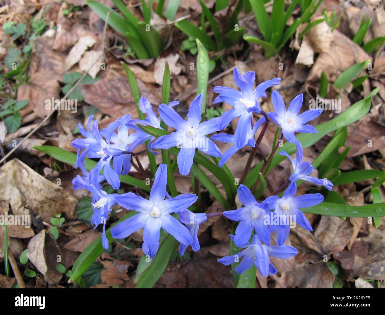 Forbes glory-of-the-snow with blue flowers, Scilla forbesii Stock Photo