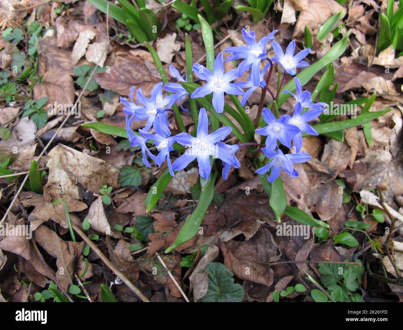 Forbes glory-of-the-snow with blue flowers, Scilla forbesii Stock Photo