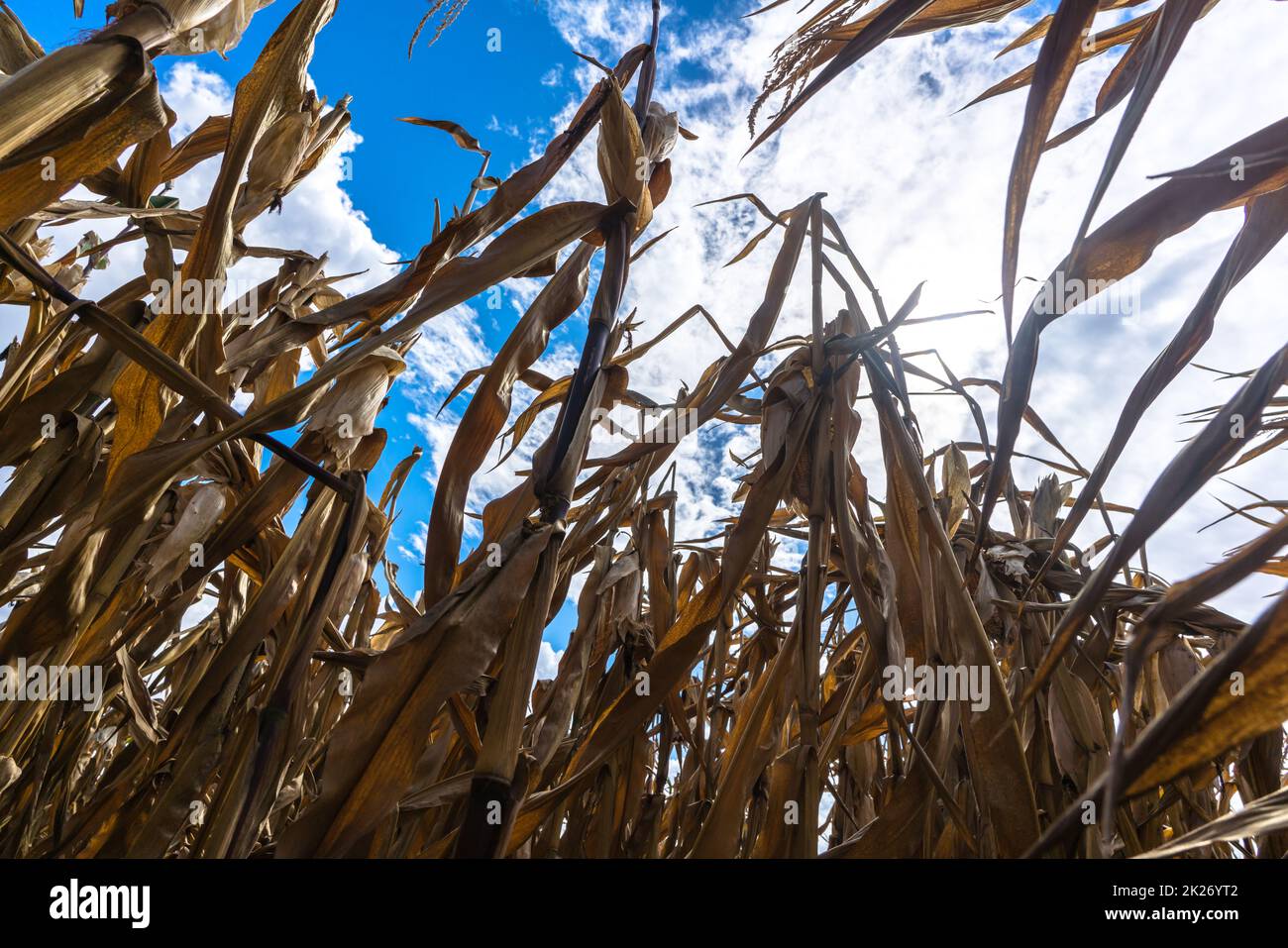 Parched corn plants due to a heat wave and extreme drought in the