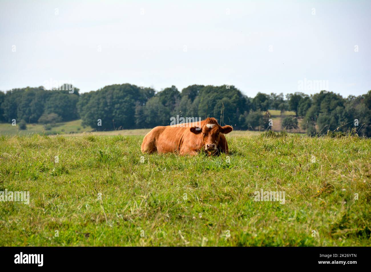 Brown cow lies on a meadow Stock Photo - Alamy