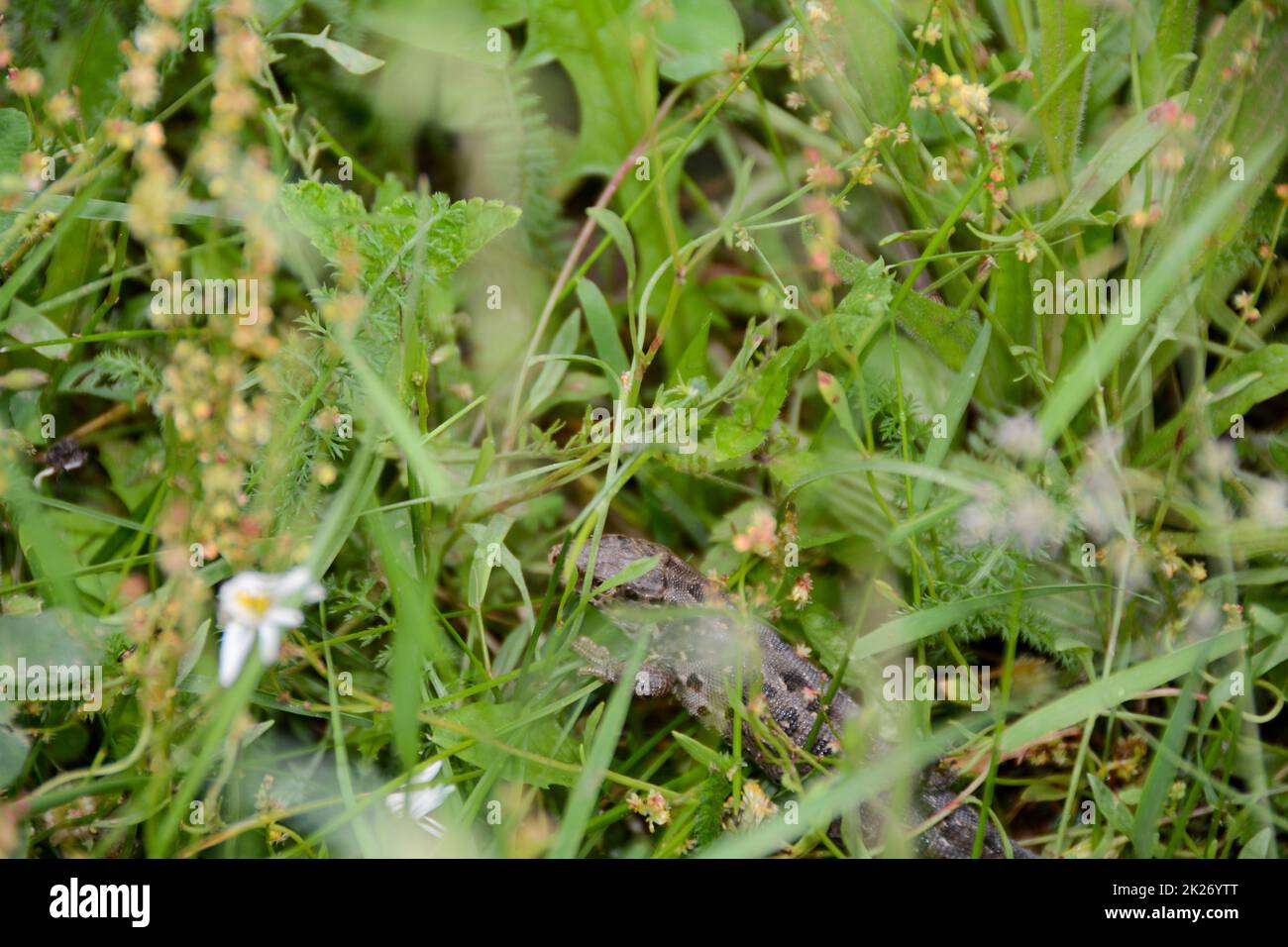 A  lizard hidden in the green grass Stock Photo