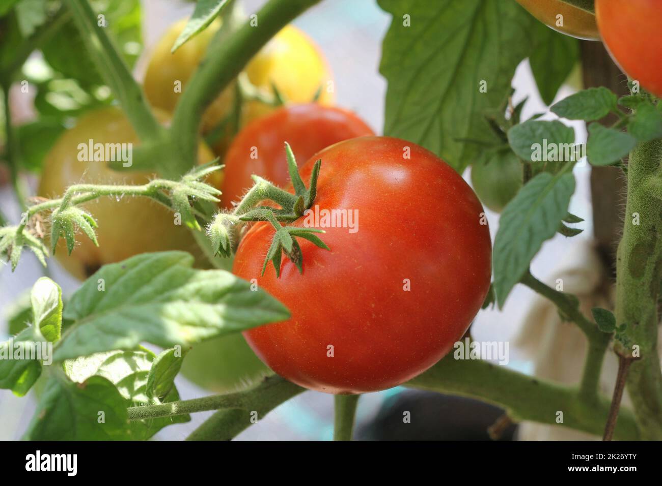 Big red tomatoes growing in a greenhouse ready to pick Stock Photo - Alamy