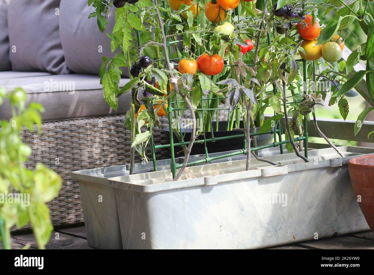 Container vegetables gardening. Vegetable garden on a terrace. Red, orange, yellow, black tomatoes growing in container Stock Photo
