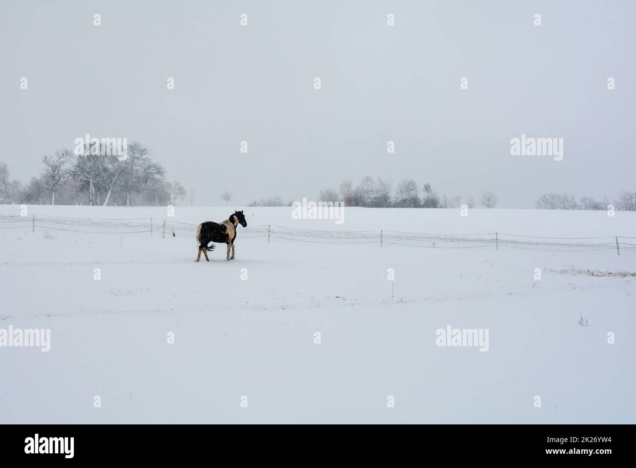 Horse in snow landscape hi-res stock photography and images - Alamy