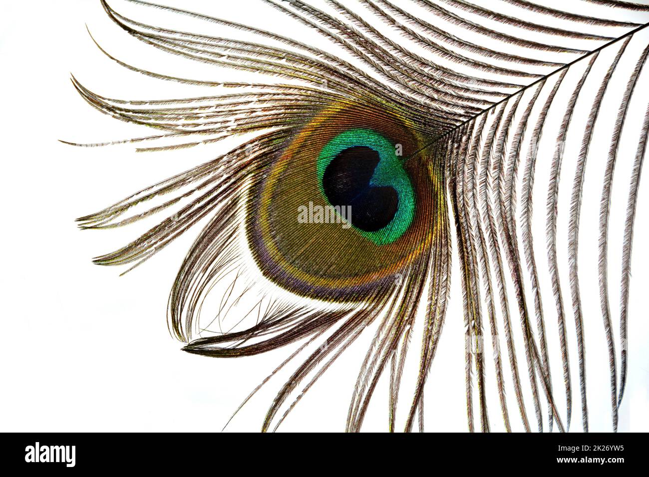 Peacock feather on white background Stock Photo