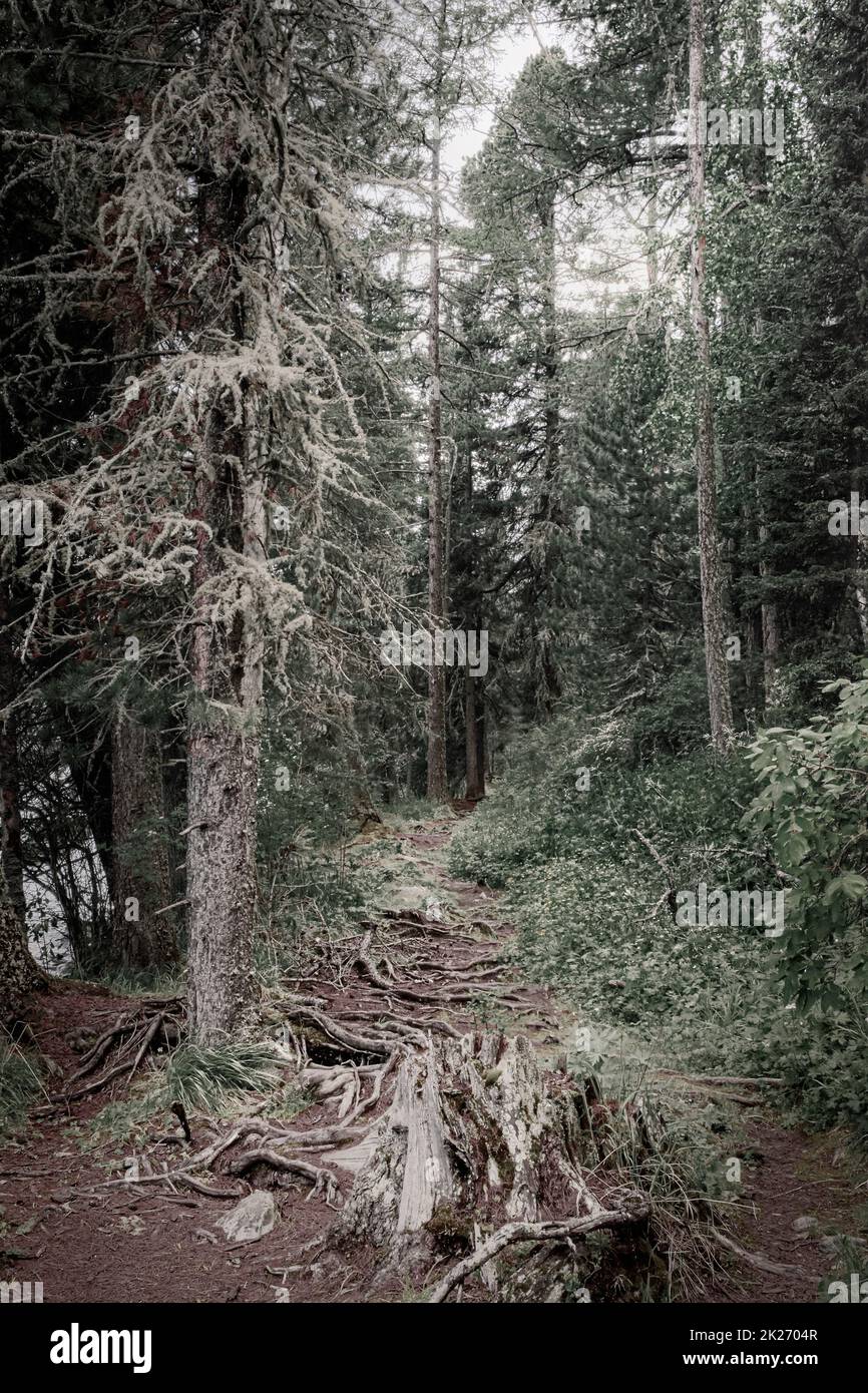 The forest landscape in Altay mountains colored Stock Photo - Alamy