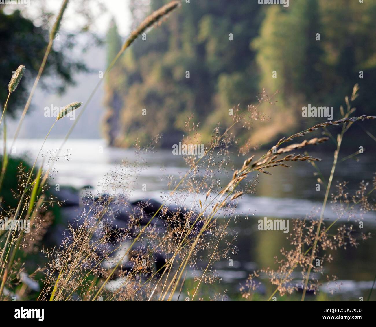 The landscape with wild grass on foreground and river on the background Stock Photo