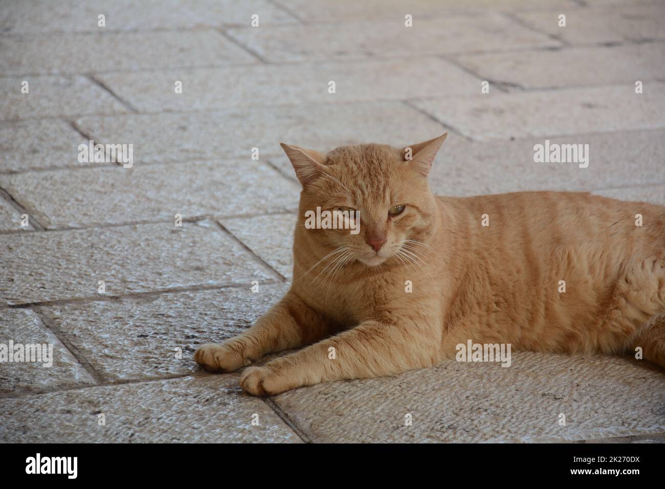 Red strolling cat is lying on the pavement. Cute animals. City fauna. Stock Photo