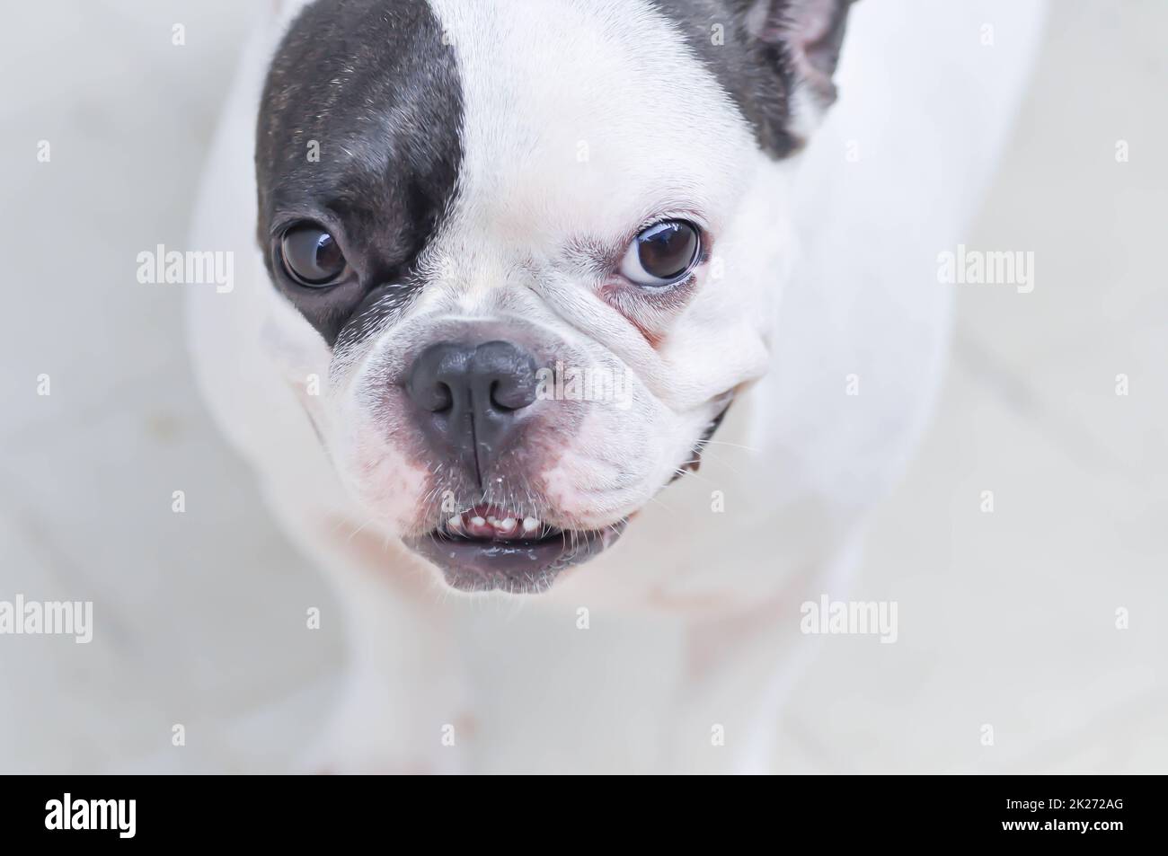 dog or french bulldog, unaware French bulldog or posing dog Stock Photo