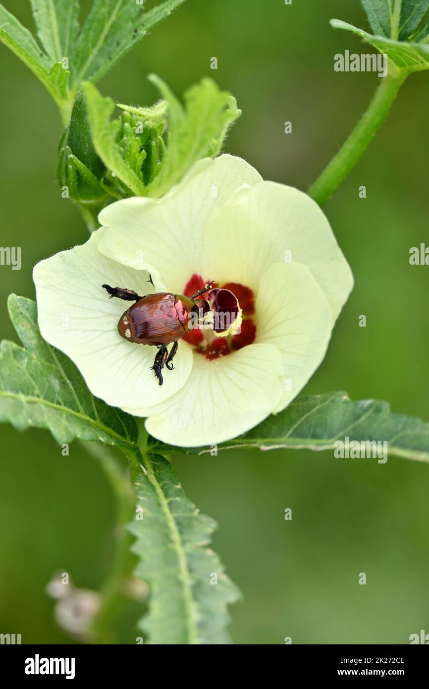 closeup the orange brown color Aconcagua man ca beetle insect hold on lady finger plant flower soft focus natural green brown background. Stock Photo